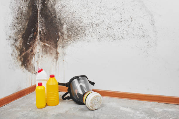 Office Mold Removal Services in St Ignace, MI