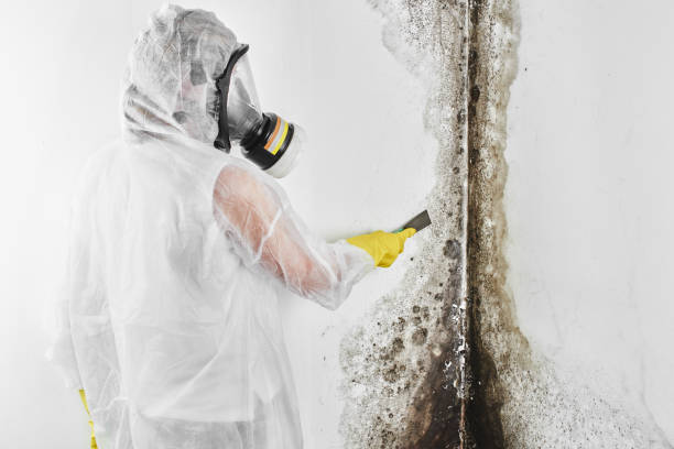 Best Mold Remediation  in St Ignace, MI