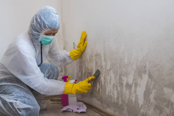 Best Emergency Mold Removal  in St Ignace, MI