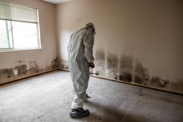 Home Mold Removal in St Ignace, MI