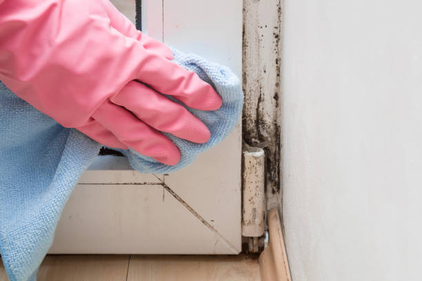 Best Emergency Mold Removal  in St Ignace, MI